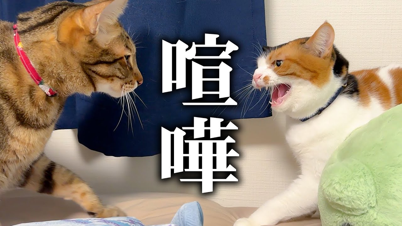 Severe] The owner was unable to walk a single step, so he trusted