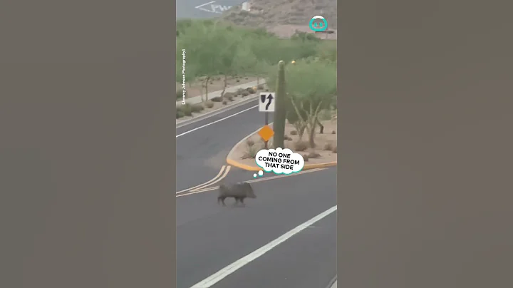 Why Did The Javelina Cross The Road || ViralHog