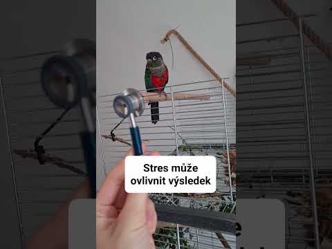 Video: Proč žijí papoušci?