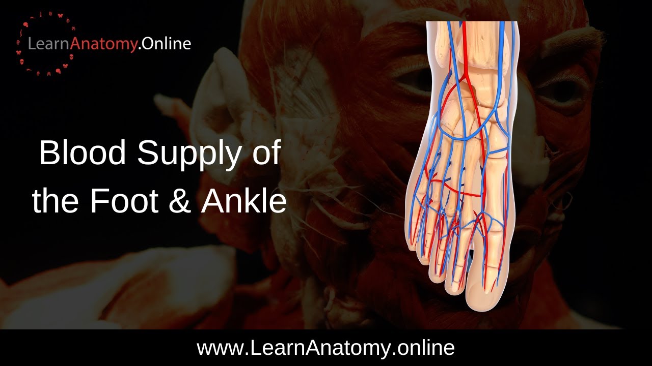 Episode 53   Blood supply of the foot