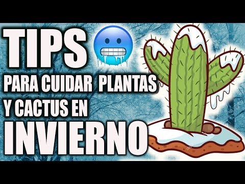 Video: Pasar el invierno en un marco frío: ¿Se puede usar un marco frío para plantas perennes tiernas?