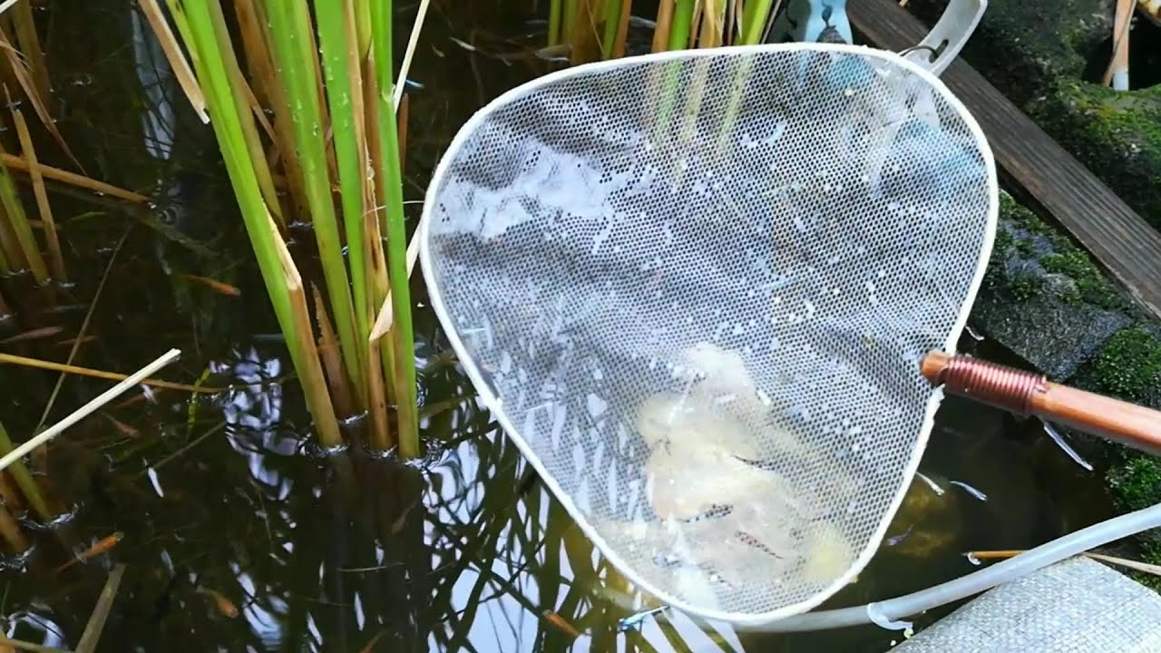掬われるまで気付かない タモ網作ってみた Youtube 掬われるまで気付かない タモ網作ってみた Youtube