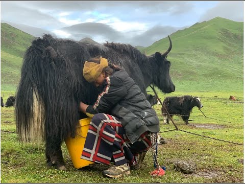 Video: Är pastoralism försörjning eller kommersiell?