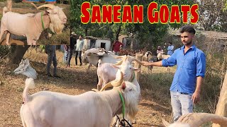 Exotic Bakro Ki Aisi Palai Hoti Hai At Shahrukh khan Goat Farm | Biggest Sanean Goats.