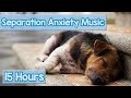 15 hours of deep separation anxiety music for dog relaxation helped 4 million dogs worldwide new