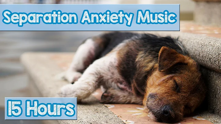 15 HOURS of Deep Separation Anxiety Music for Dog Relaxation! Helped 4 Million Dogs Worldwide! NEW! - DayDayNews