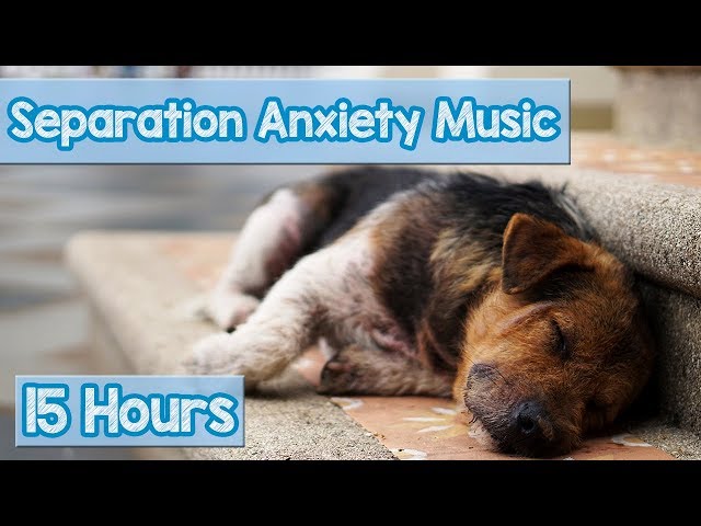 15 HOURS of Deep Separation Anxiety Music for Dog Relaxation! Helped 4 Million Dogs Worldwide! NEW! class=