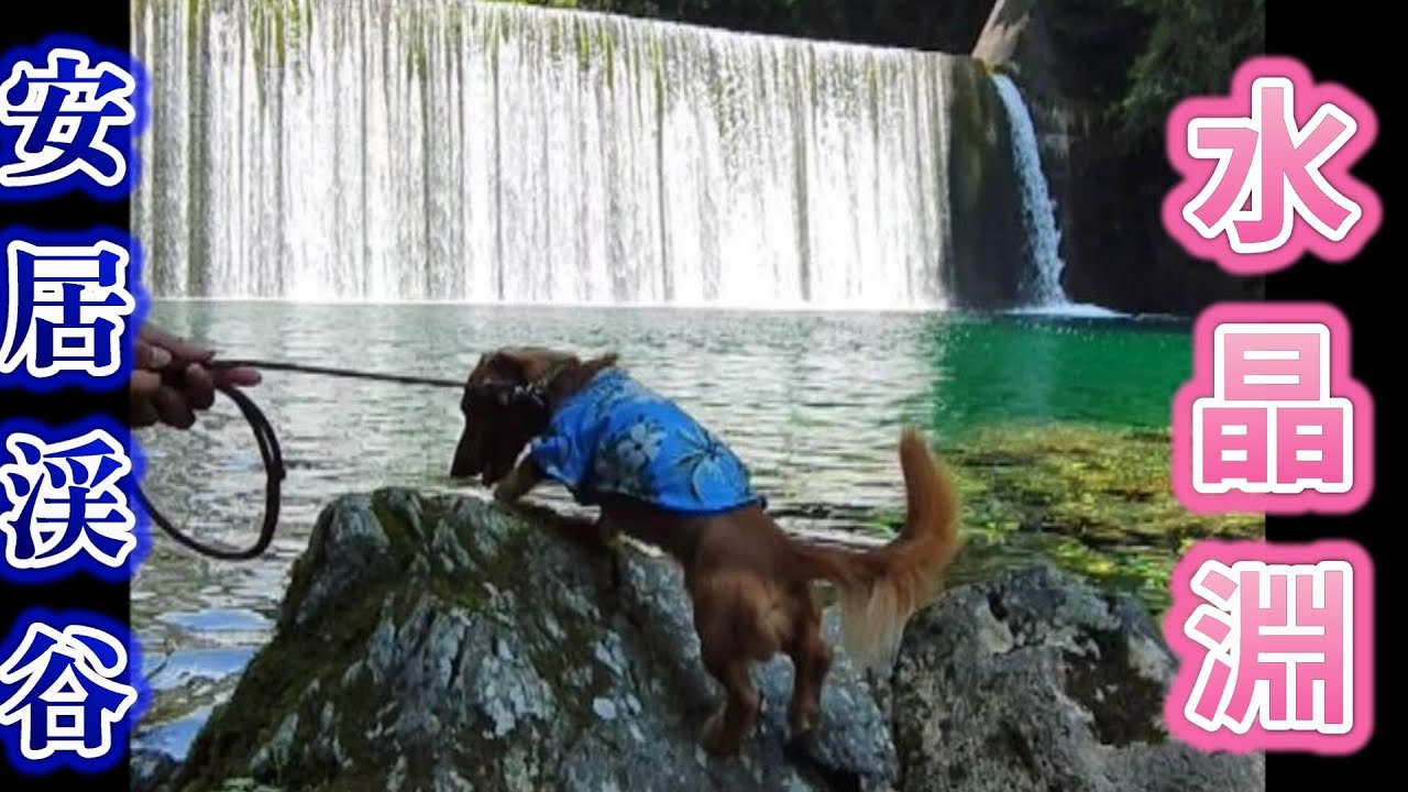 愛犬と安居渓谷🐶水晶淵という綺麗な景色を求めて行きました🌊