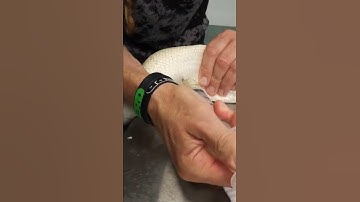 Snake Breeding Dangers!