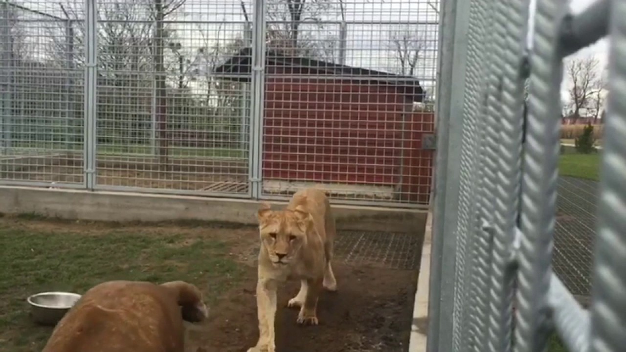 When they can't wait to hug you / Lions hug