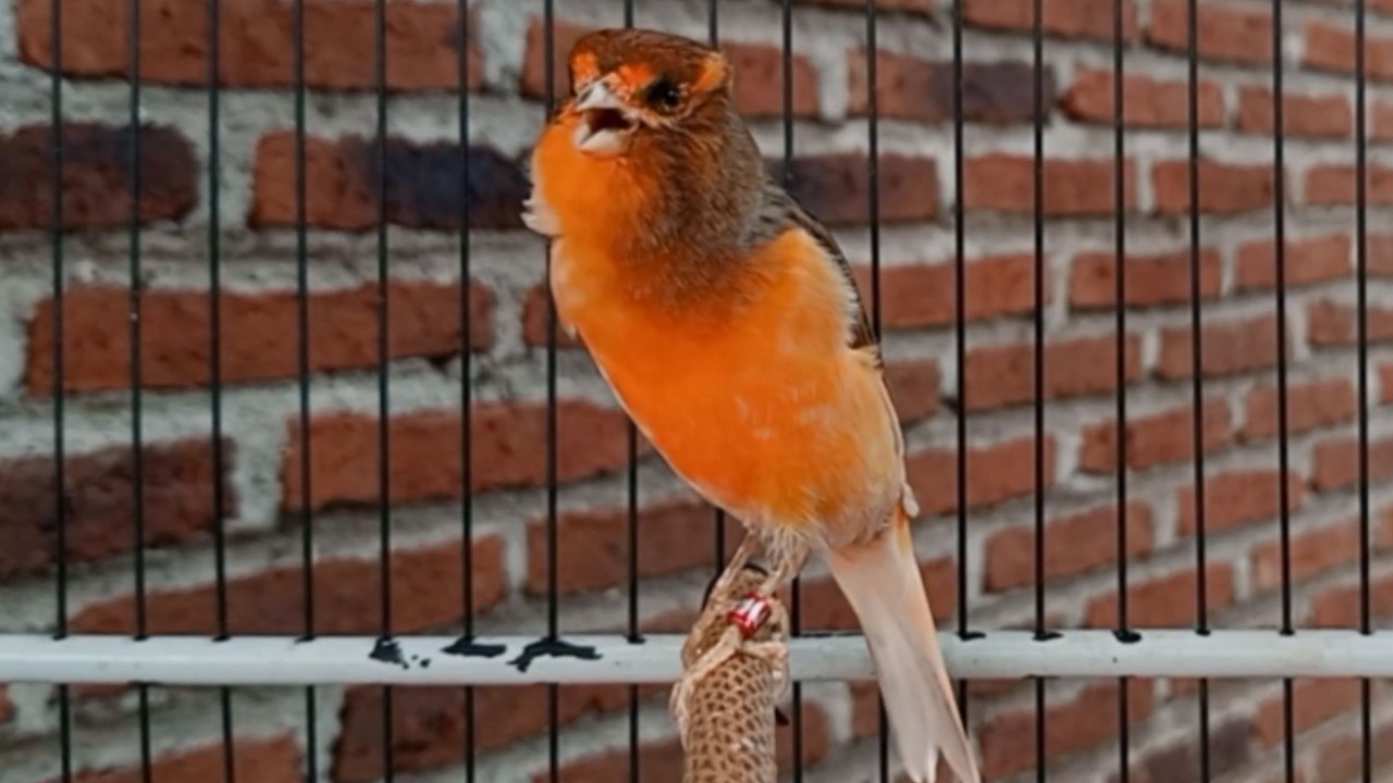 O treinamento mais mágico | 38| Canário Belga tenta todos os canários a cantar!!!