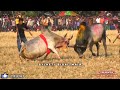  vs        sylheti bisal mair  bull fighting bangladesh