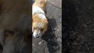 кормление собак косточками