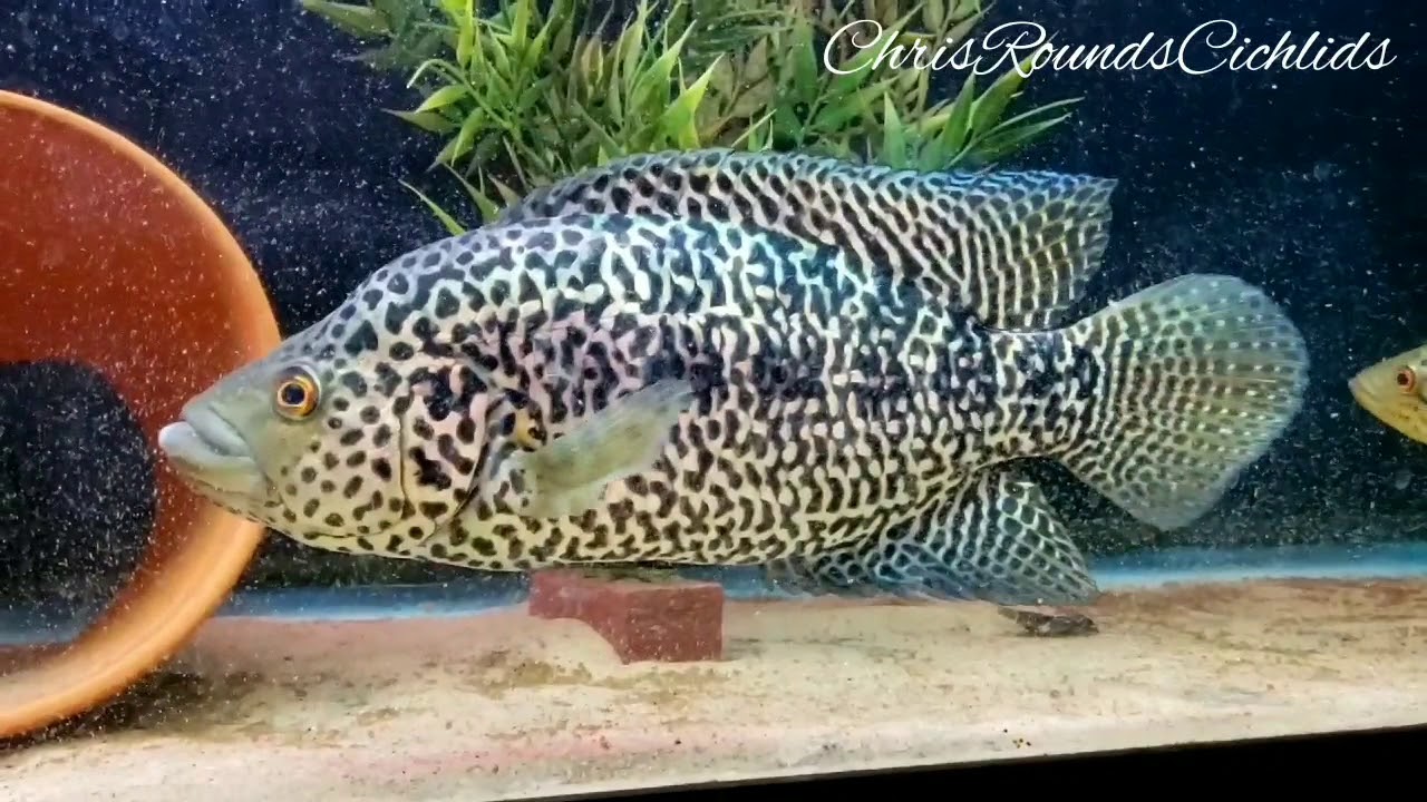 Parachromis Managuensis F2