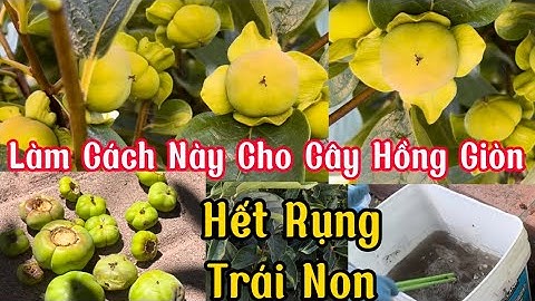 Cây Hồng Giòn Bị Rụng Trái Non Quá Nhiều, Út Làm Cách Này Hiệu Quả Sau 8 Ngày