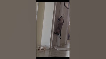 THIS LITTLE BABY IS SO SMART #smartcat #amazingviralvideo