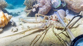 Diving to catch seafood - eels that are hard to catch - vlog October 22
