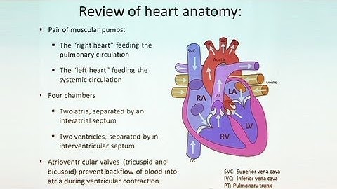 Follow Your Heart:  Anatomy of the Cardiovascular System Part II