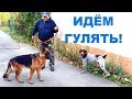 Амир и Джерри идут гулять. Немецкая овчарка и дратхаар. Amir and Jerry go for a walk.