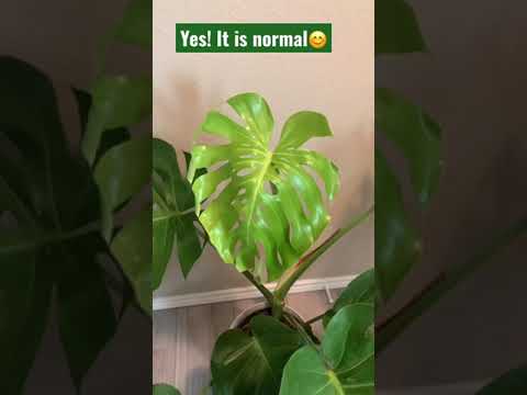 Video: Probleme Met Die Groei Van Monstera