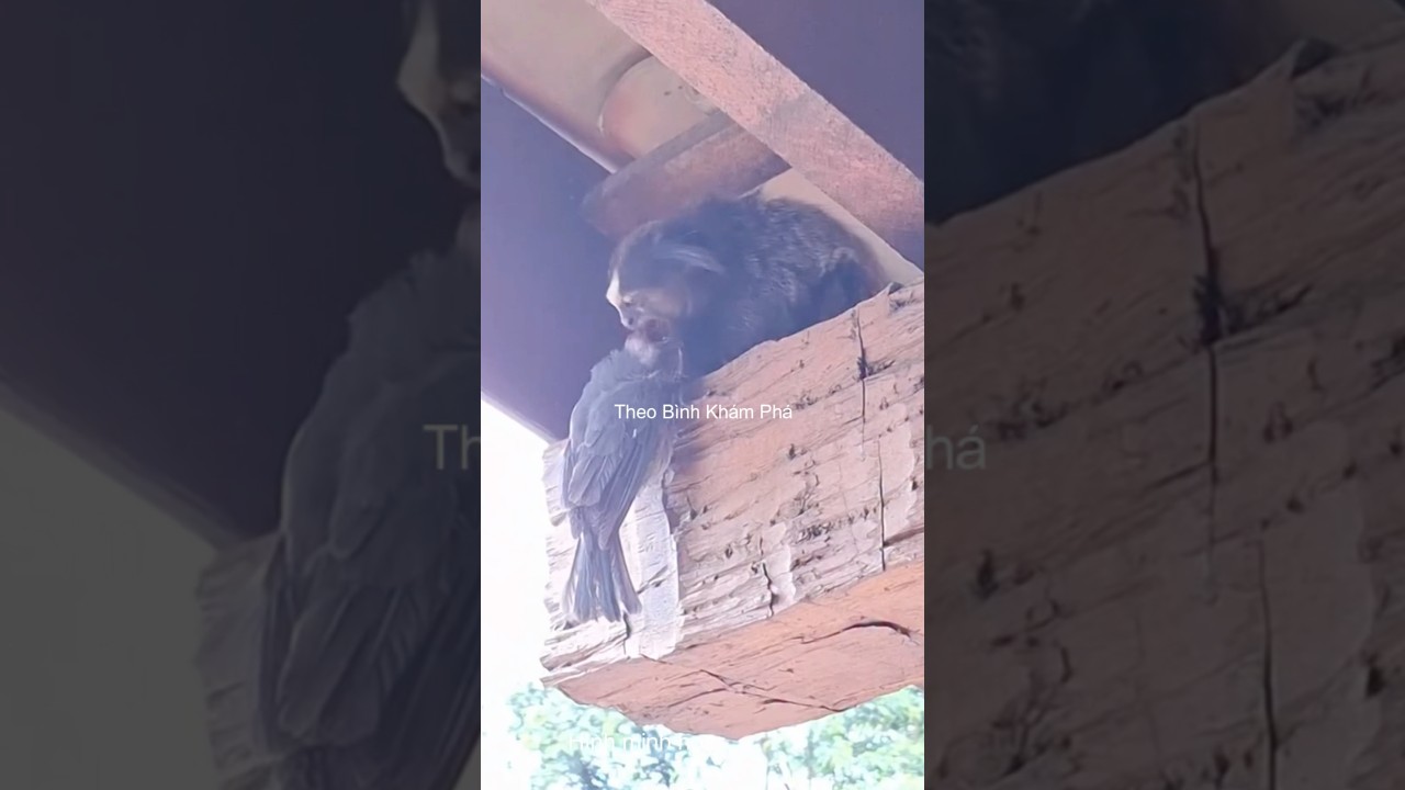 Bất ngờ khỉ ăn bồ câu và rồng đất 