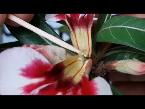 Vídeo: Qual é a aparência de uma rosa do deserto?