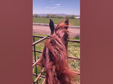 I’ll take my whiskey neat. #toosweet #lyricshort #horses - YouTube