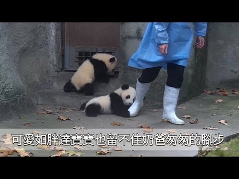 《熊貓早晚安》可愛如胖達寶寶也留不住奶爸匆匆的腳步| iPanda