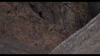 Snow Leopard in the Mongol Altai mountains in Mongolia