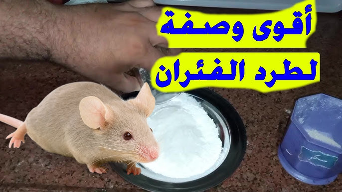خمس طرق سهلة لصيد الفئران | 5 easy ways to mouse trap - YouTube