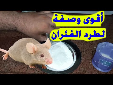 فيديو: علاجات فعالة للفئران