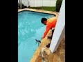 FROZEN Iguana caught in Palm Beach Fl by SoFlo Iguana Pros. Iguana removal and Control #iguana