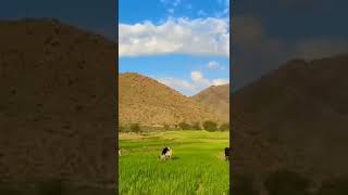 Aluli Village Haripur Hazara Kpk Explore Beauty Of Stan