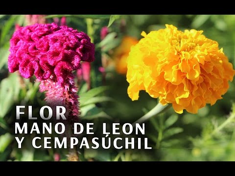 Video: Pentas (29 Fotos): Descripción Y Cultivo De Una Flor De Interior, Especies De Plantas 