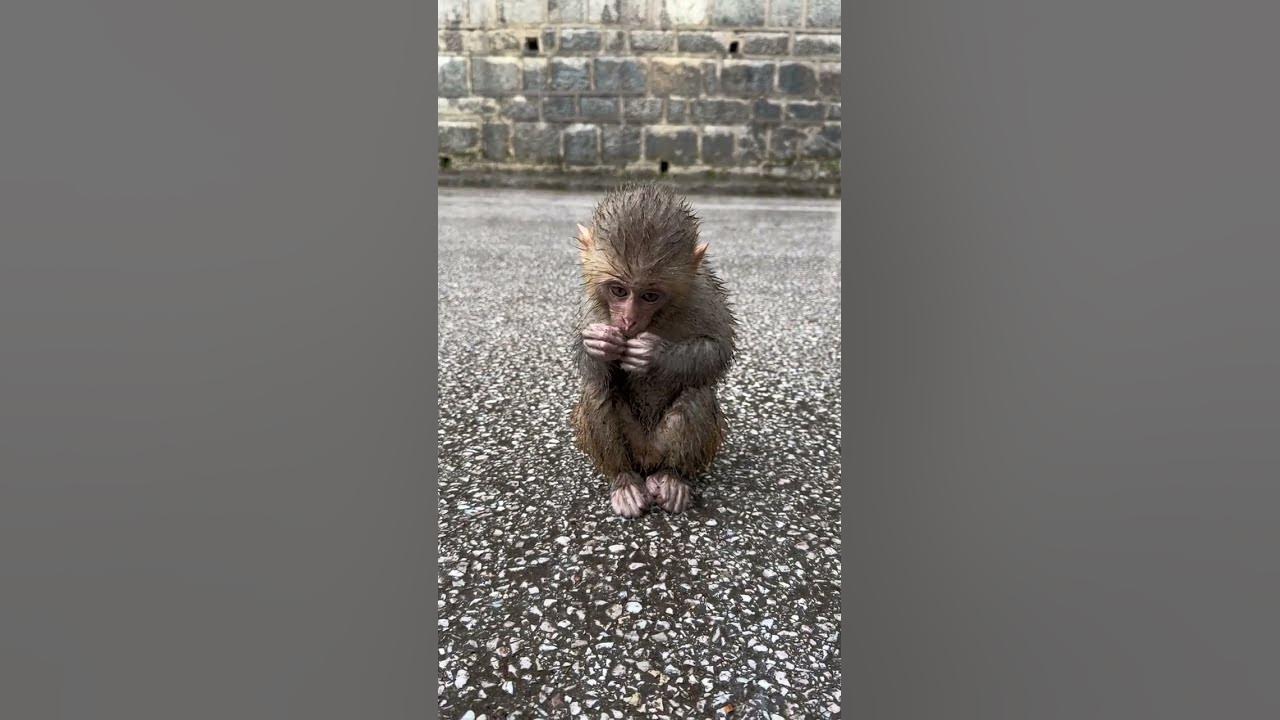 baby-monkeys-enjoy-bathing-in-the-rain-after-hot-summer-days-youtube