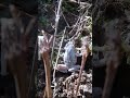 灰色のアマガエル