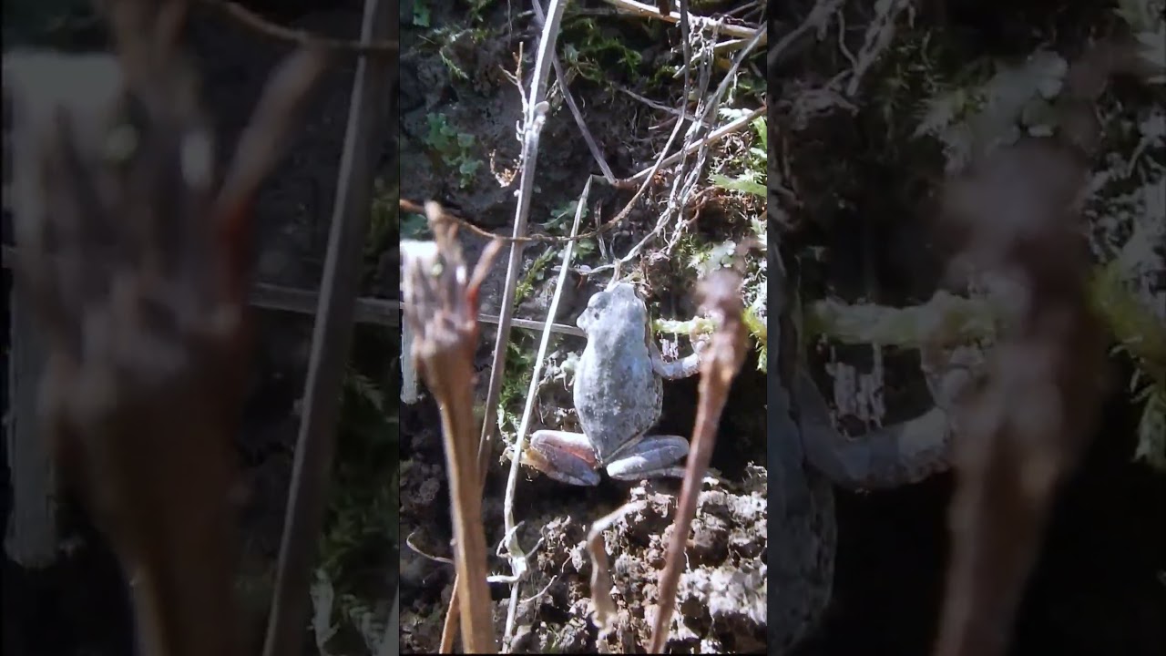 灰色のアマガエル