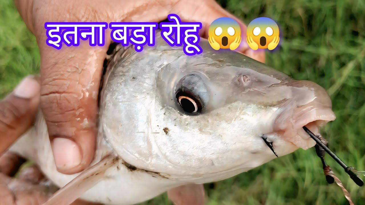 Machhali video 😎 fish video ! Fish catching video! Rohu fish 🐠 Fish hunting video🎣hooks🪝 #fishing