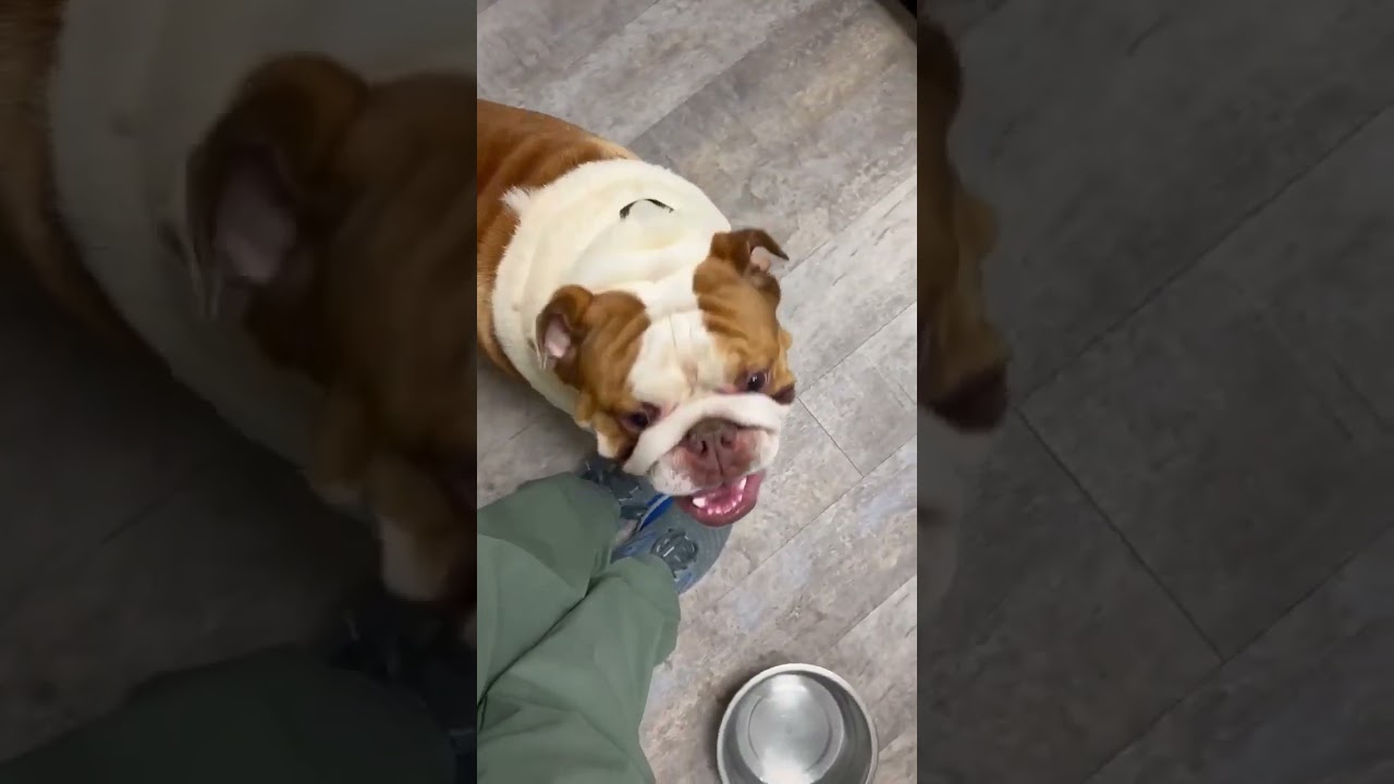 URGENT: Large Soft Palates Crowding Their Airways Threaten The Lives Of Surrendered Bulldogs