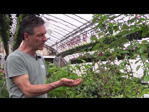 Video: At dyrke morbær i beholdere: Lær om plejen af morbær i potter