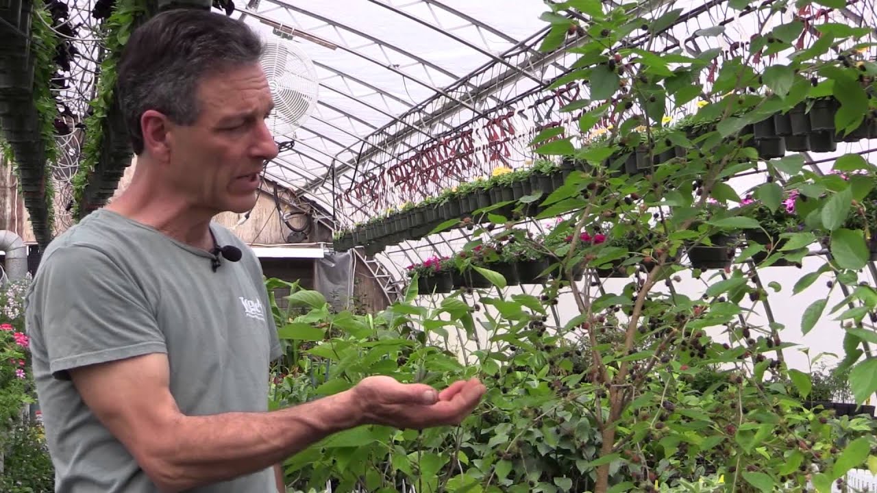 Growing Mulberries in Your Backyard