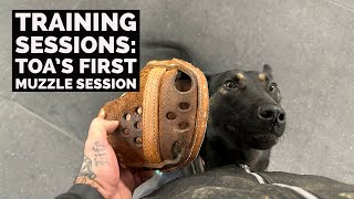 Training sessions: Muzzle training