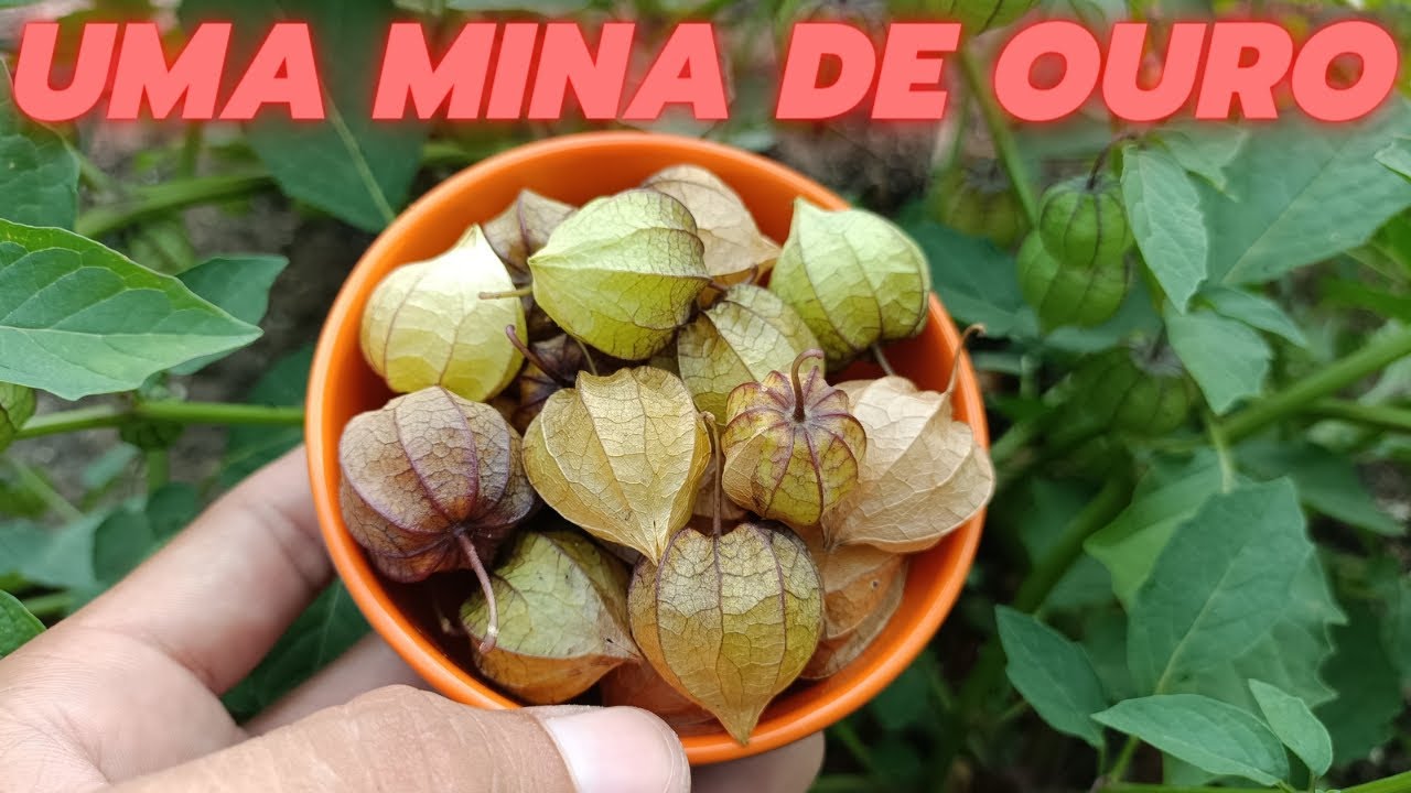 APENAS 1 FOLHA DESSA PLANTA VALE UMA MINA DE OURO Canapum Physalis Physales Canapu pra que serve