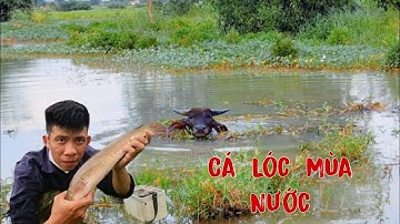 Station to Paint a Very Big Snakehead Fish on the Rice Field in the Wet Season