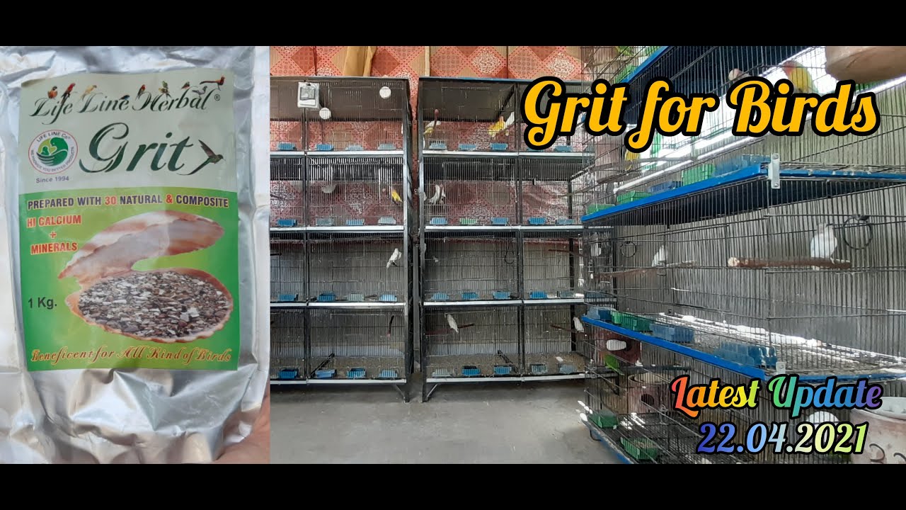 Grit for Birds Grit ka Faida Grit Kesy Deni Chaiye Birds Grit