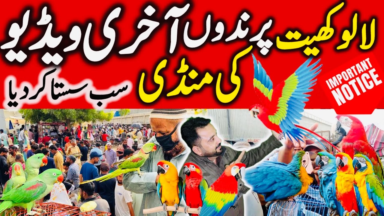 Birds Market Lalukhet Sunday video Latest Update | Lalukhet Bird Market | Sunday Bird Market Karachi