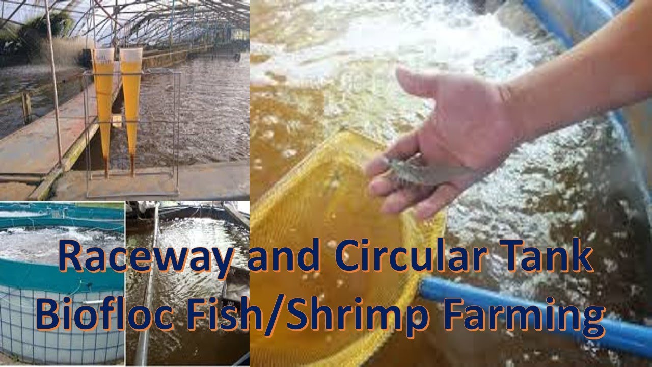 பயோபிளாக் தொழில்நுட்பம் /Raceway and Circular Tank Biofloc Fish/Shrimp ...
