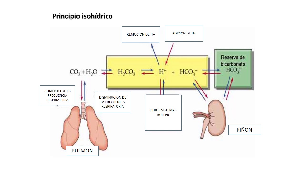 EQUILIBRIO CIDO BASE 3 YouTube