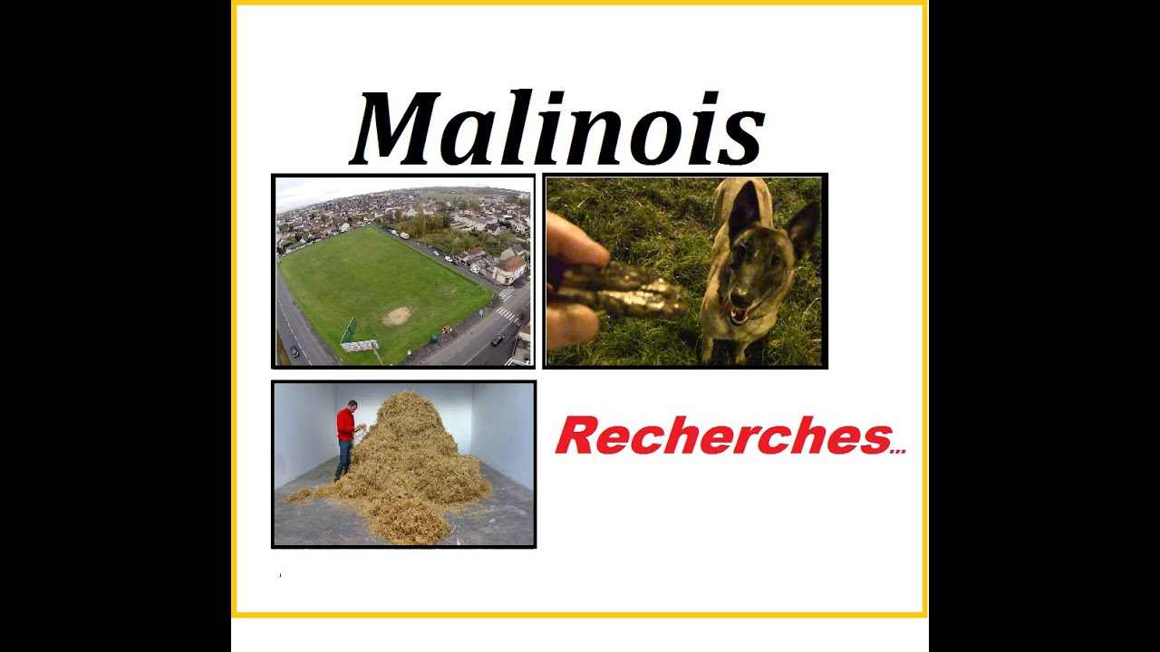 Malinois en mode recherches [Partie I] puppy paradise