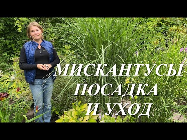 Мискантус Посадка И Уход Фото